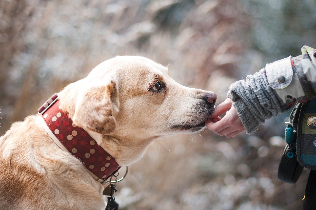 Les activités à faire avec son chien pour renforcer le lien