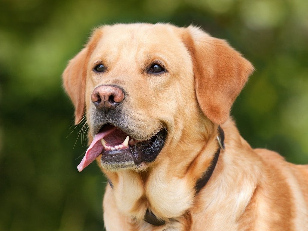 Les meilleures nourritures pour une santé canine optimale